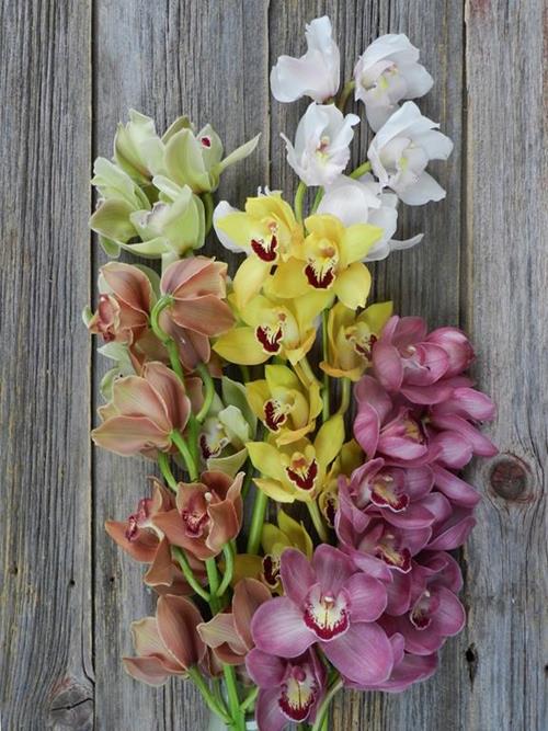  ASSORTED CYMBIDIUM